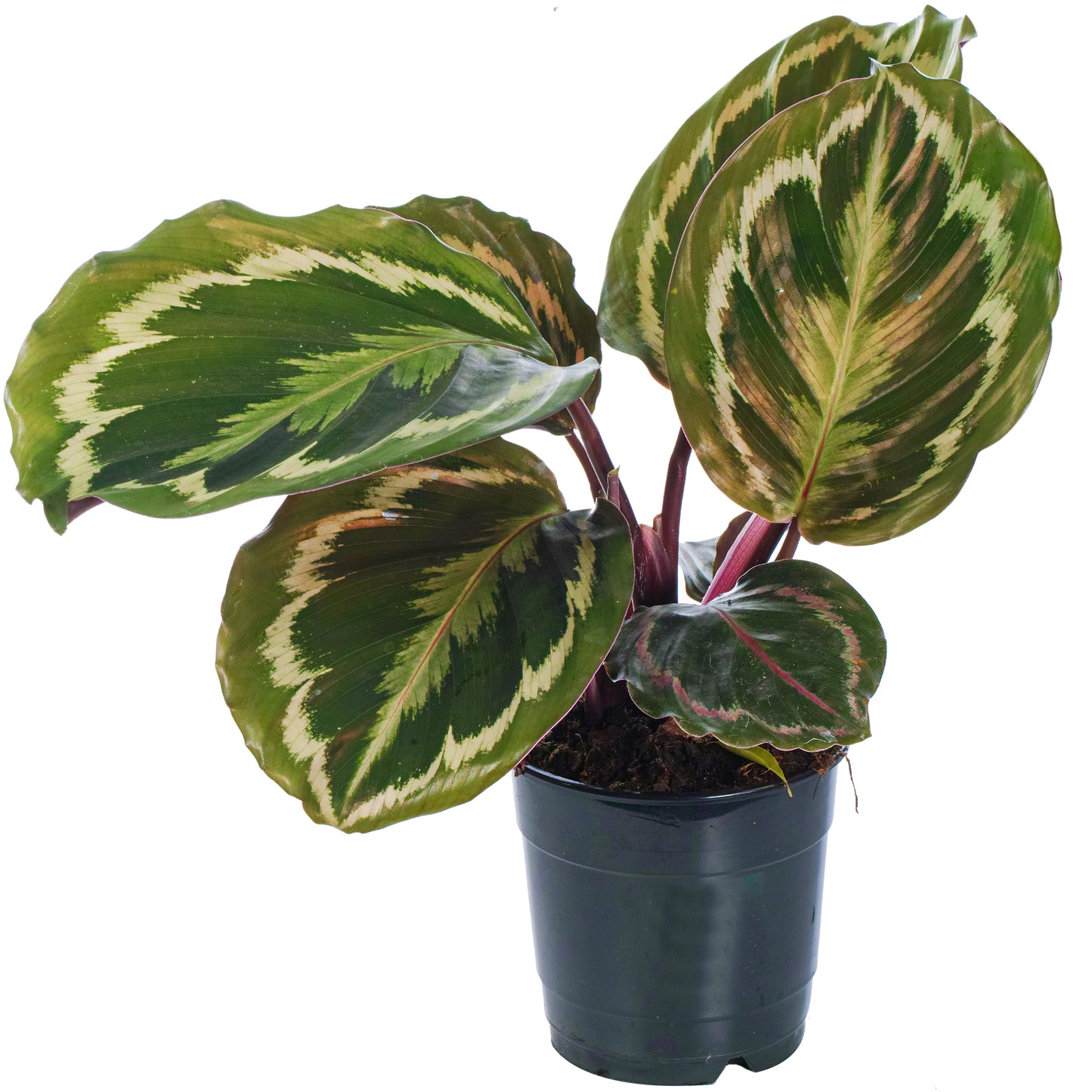 Calathea Medallion