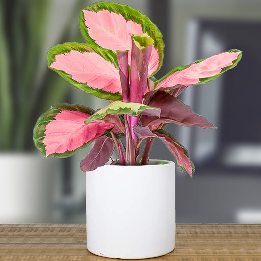 Calathea Roseopicta Rosy (12cm) V1