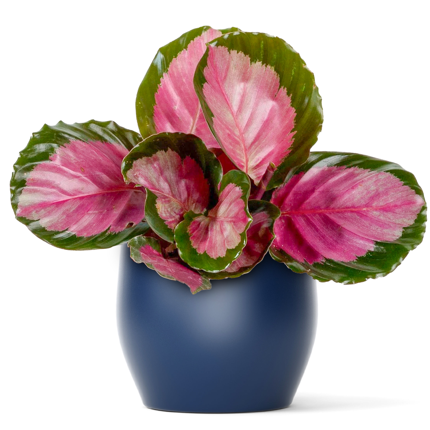 Calathea Roseopicta Rosy (12cm) V2