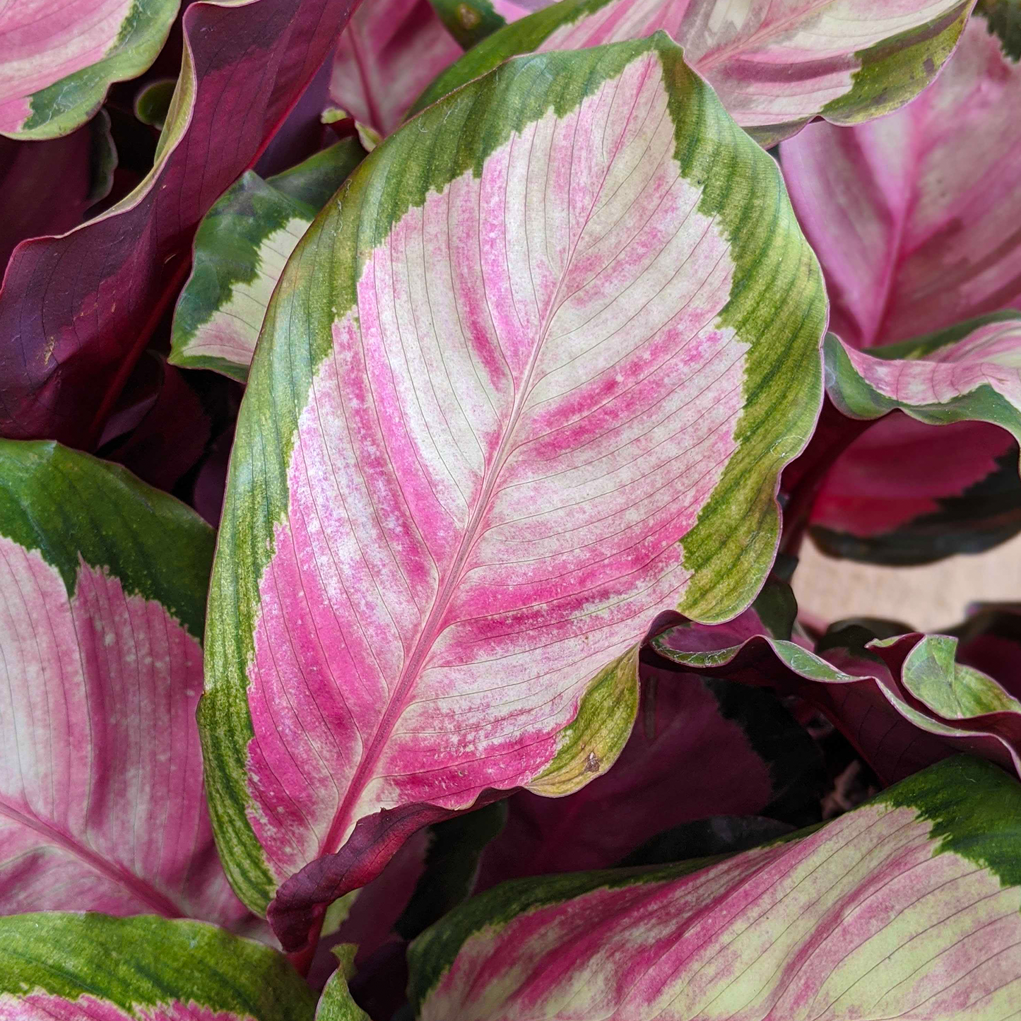 Calathea Roseopicta Rosy (12cm) V3