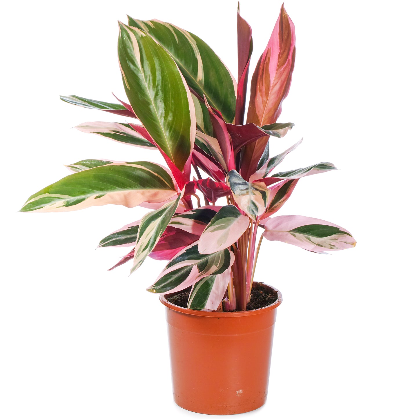 Calathea Triostar (14cm) V3