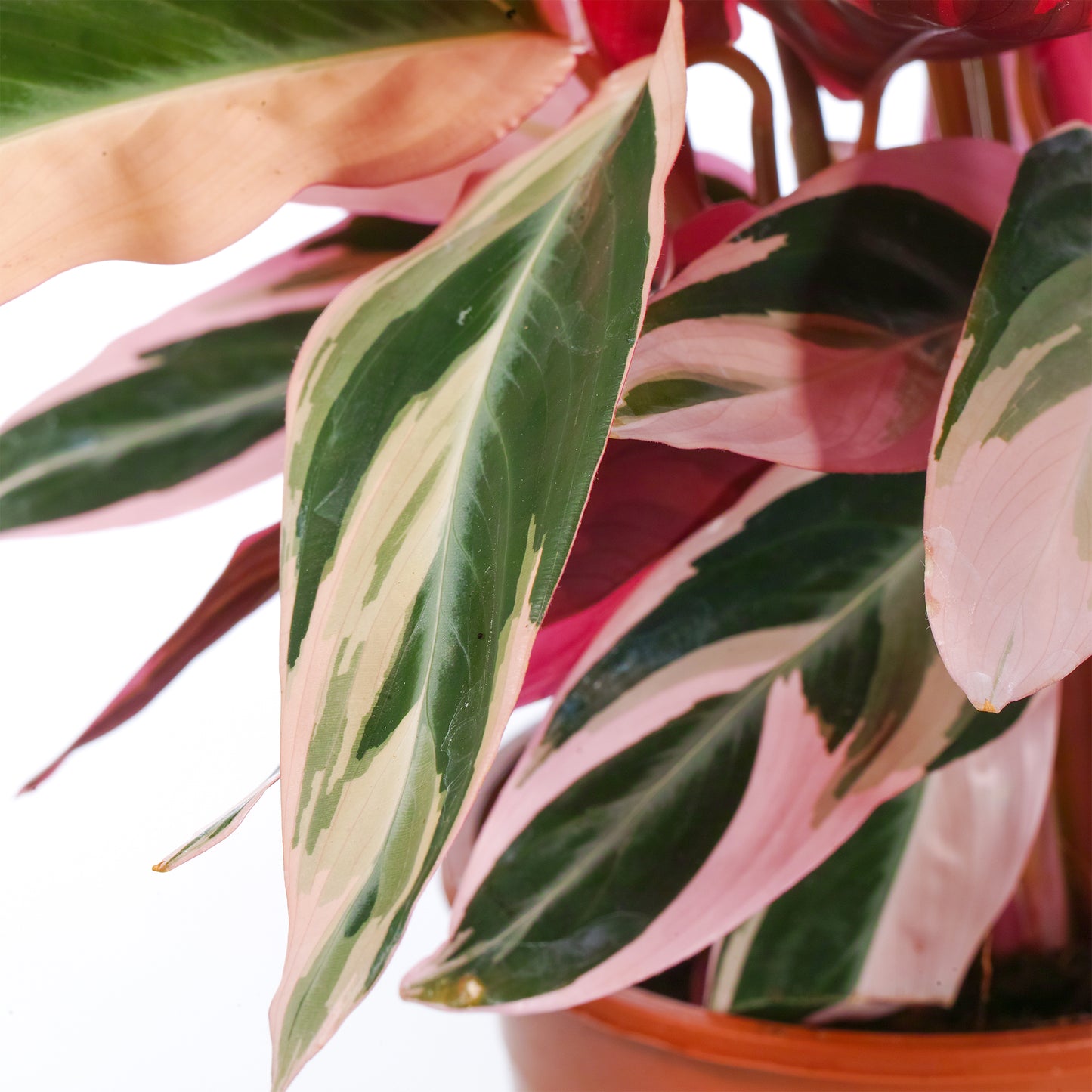 Calathea Triostar (14cm) V3