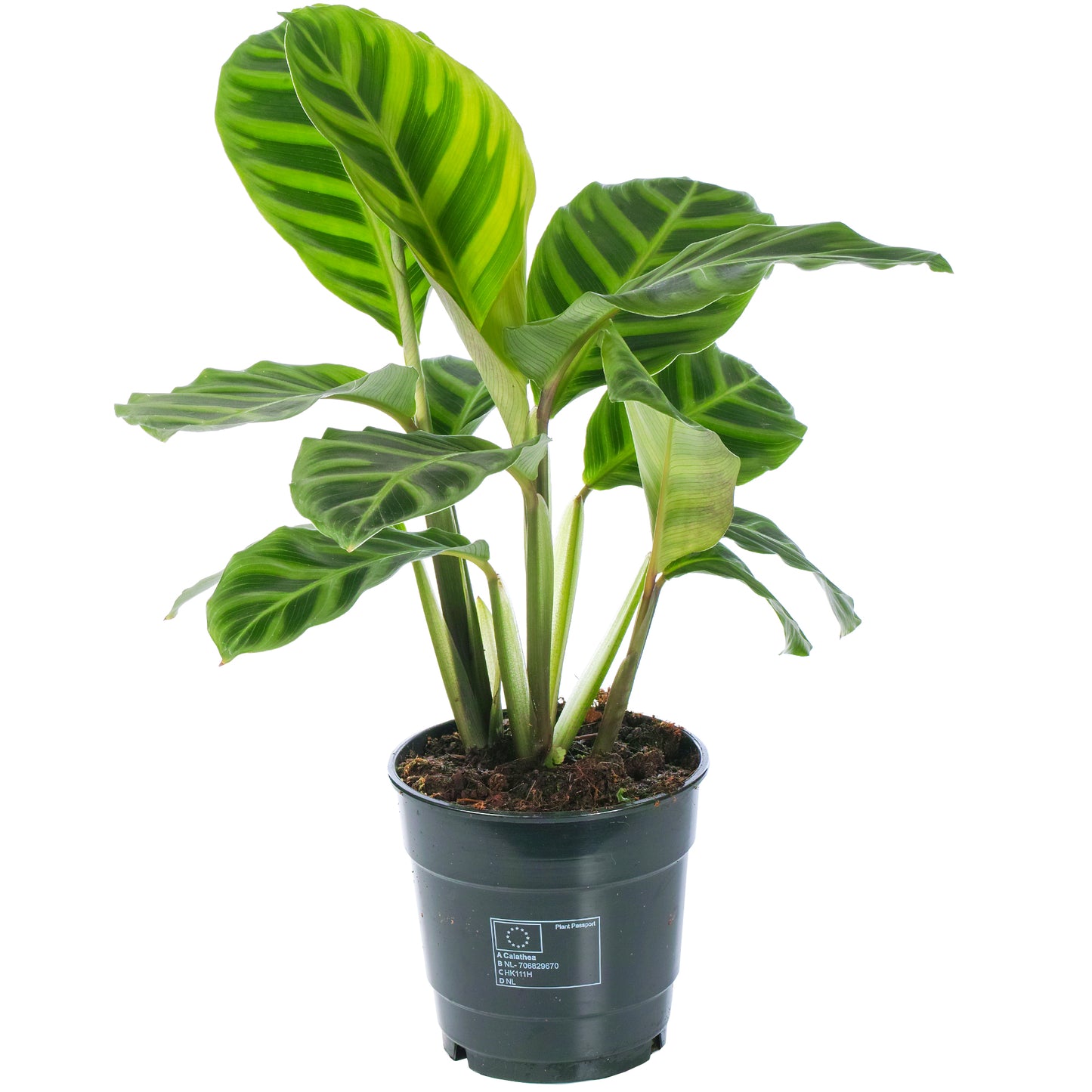 Calathea Zebrina