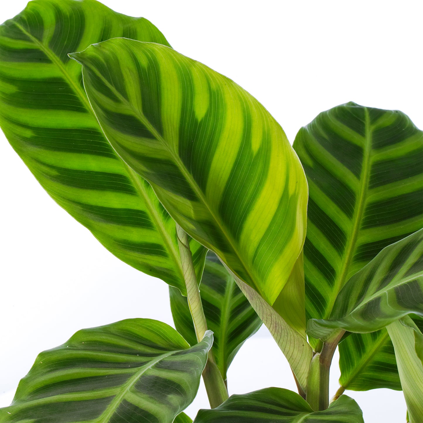 Calathea Zebrina