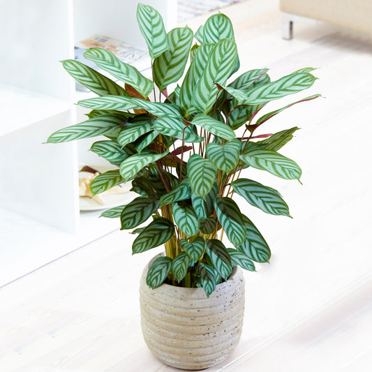 Calathea Compact Star (12cm) V1