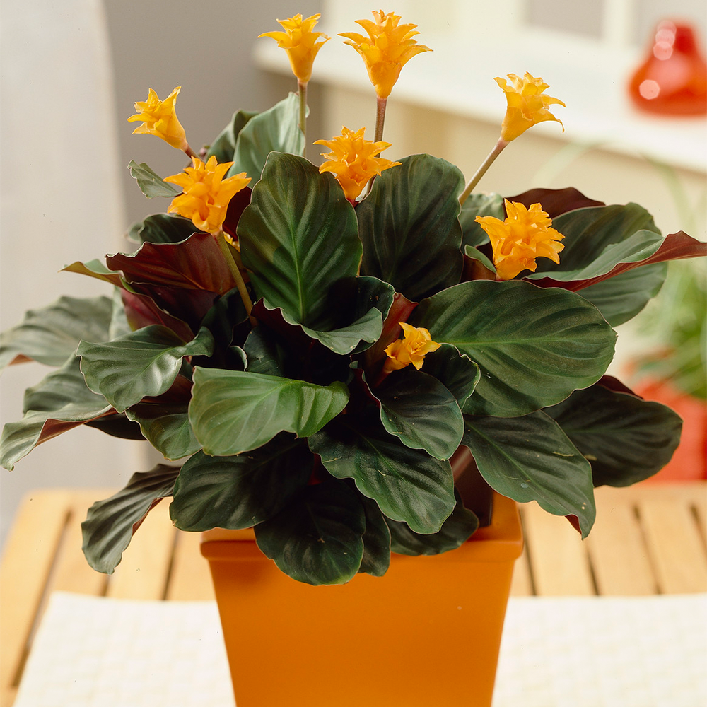 Calathea crocata (14cm, V1)