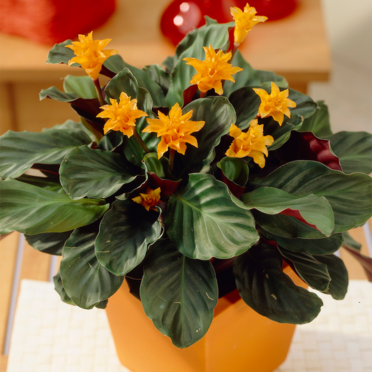 Calathea crocata (14cm, V2)