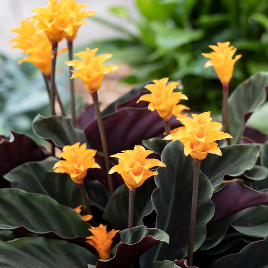 Calathea crocata (14cm, V3)