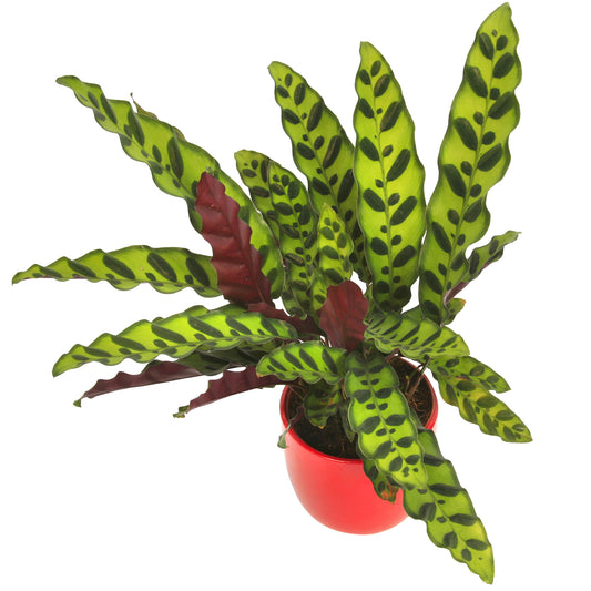 Calathea Insignis (14cm) V2
