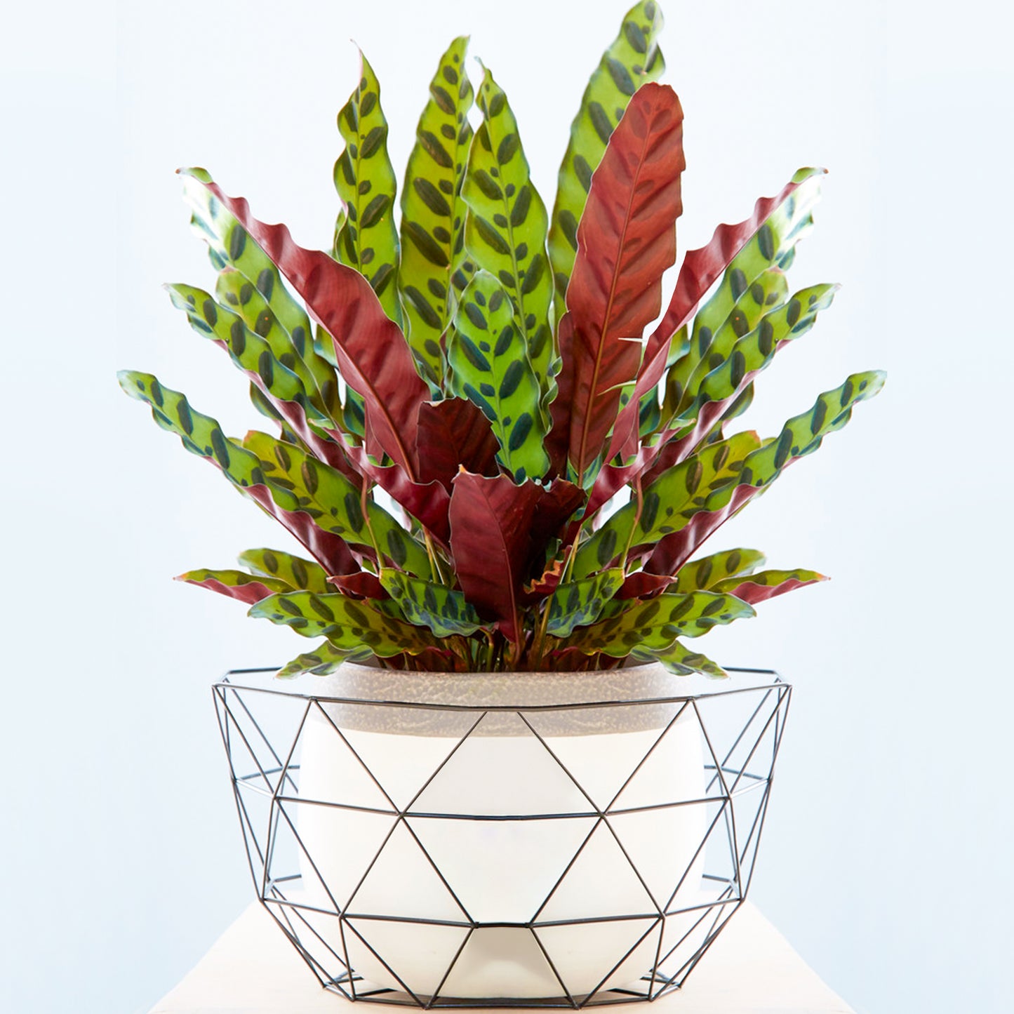 Calathea Insignis (14cm) V3