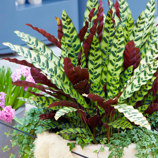 Calathea Insignis (14cm) V4