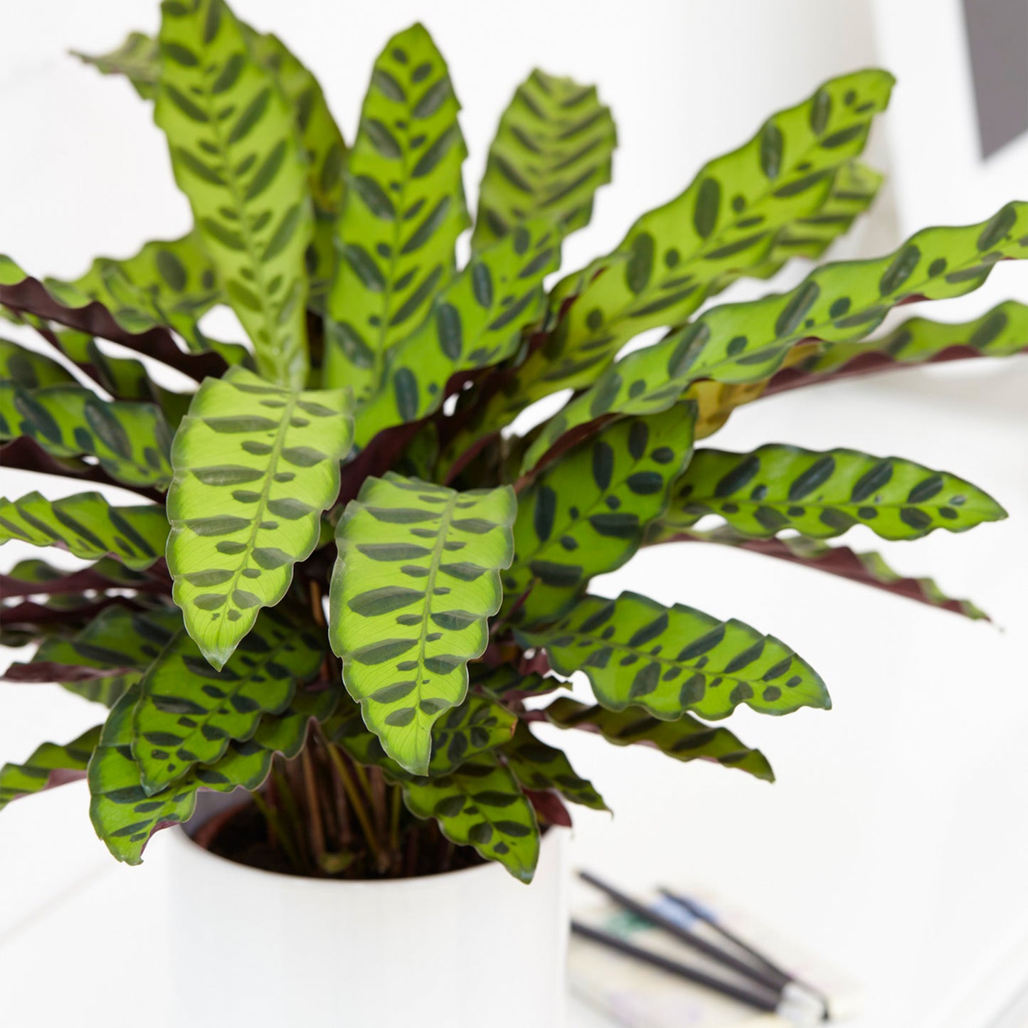 Calathea Insignis (14cm) V5