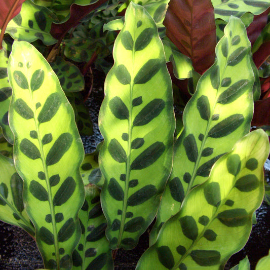 Calathea Insignis (14cm) V1
