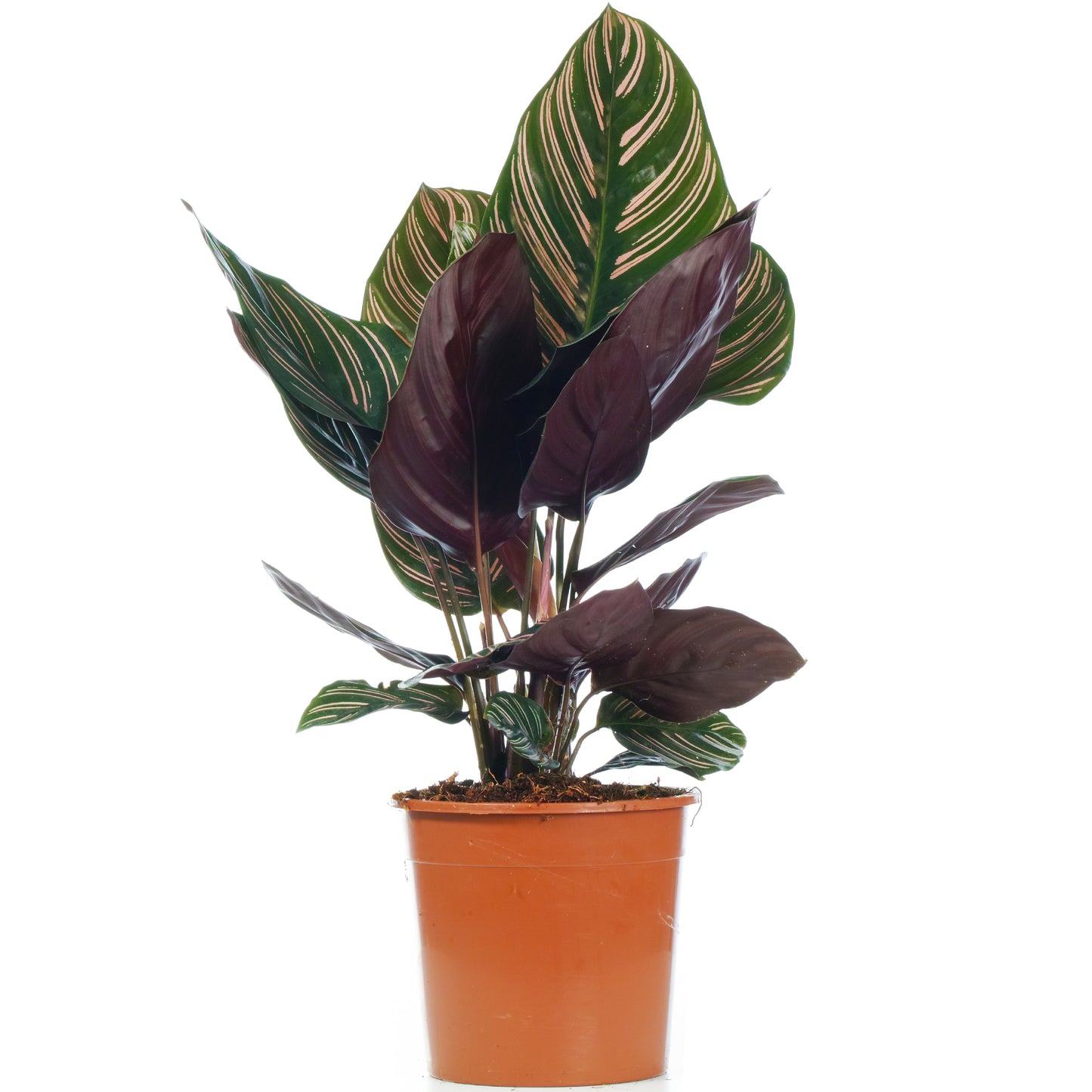 Calathea Ornata (14cm) V4