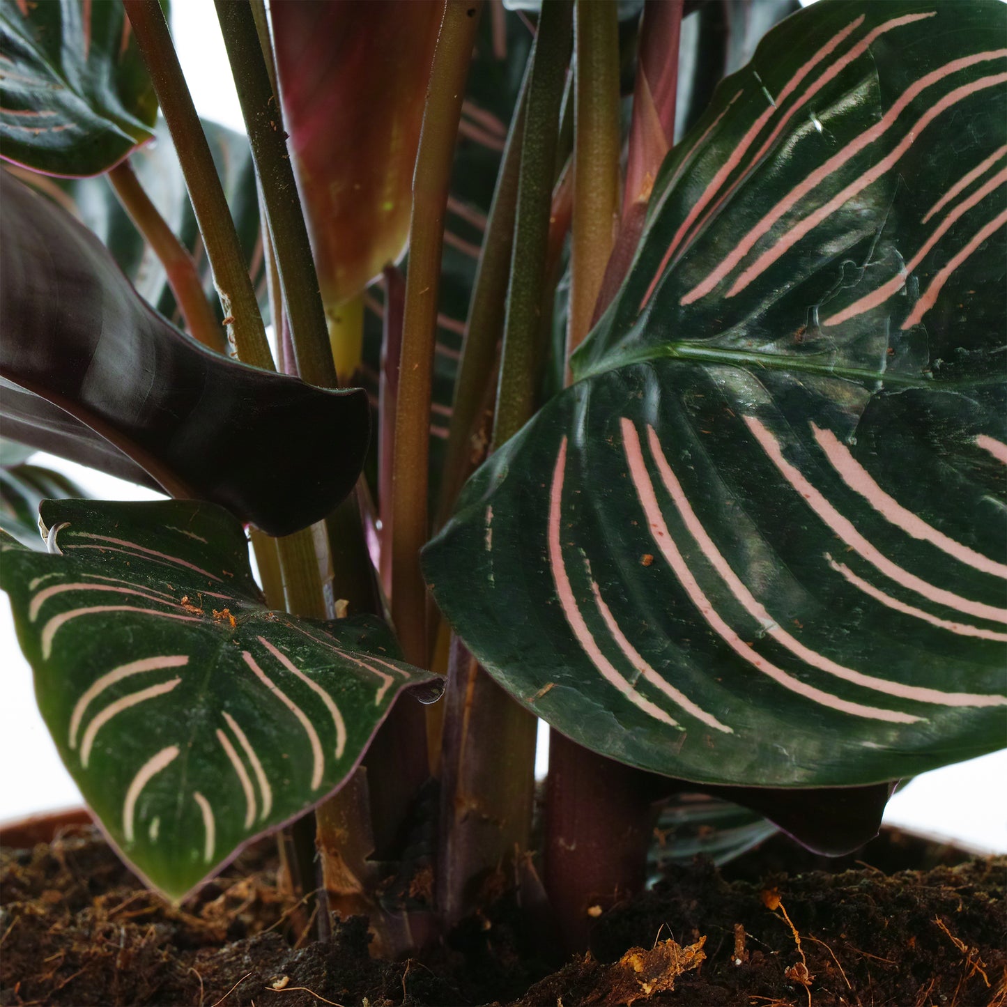 Calathea Ornata (14cm) V4