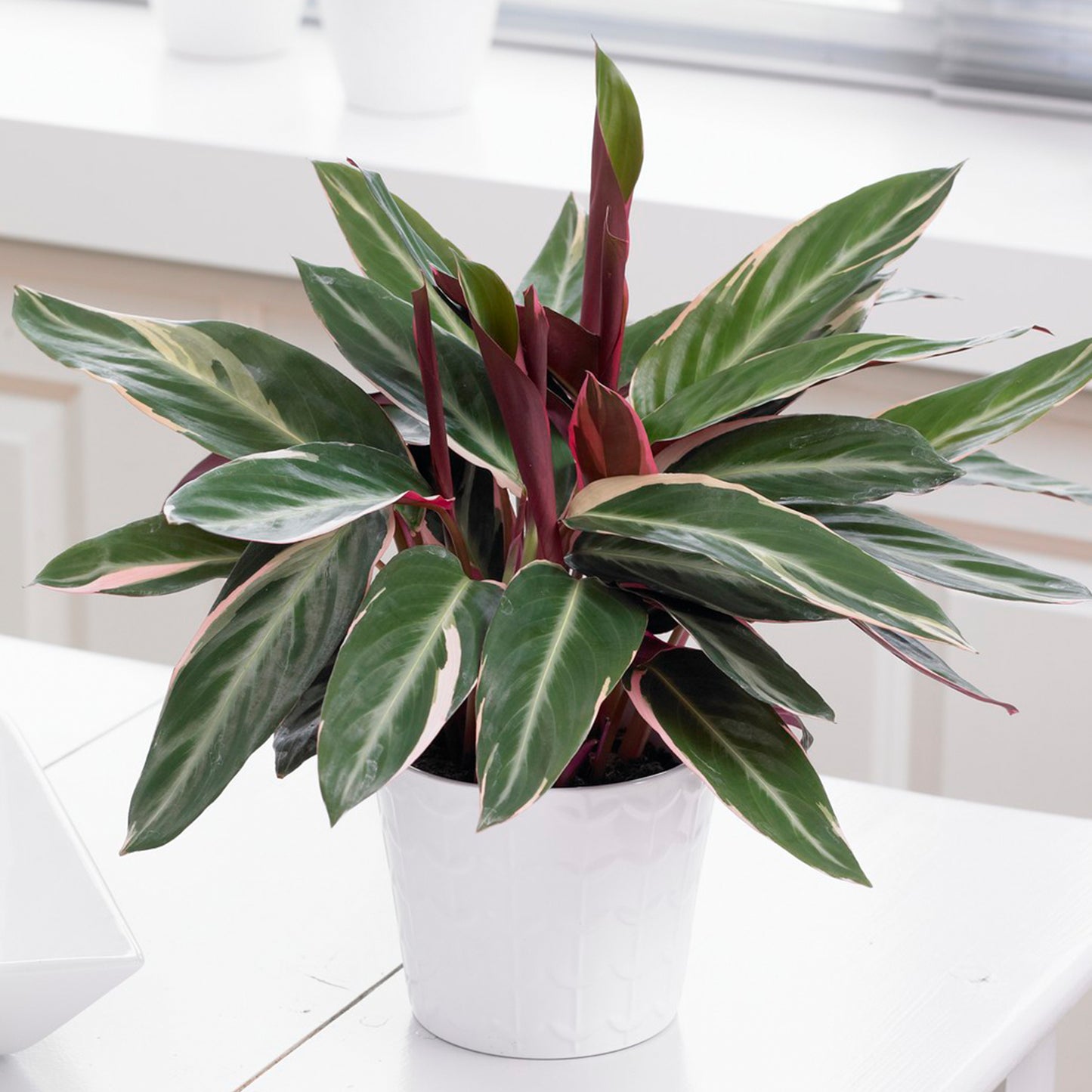 Calathea Triostar (14cm) V2