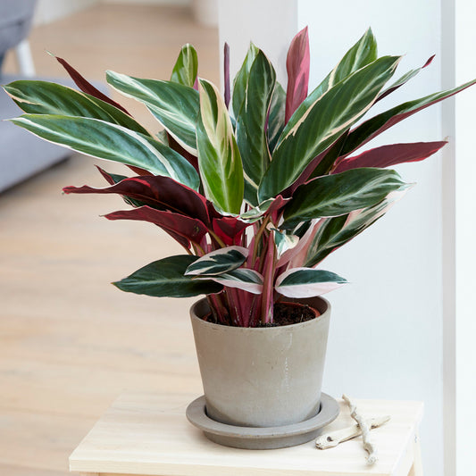 Calathea Triostar (14cm) V3
