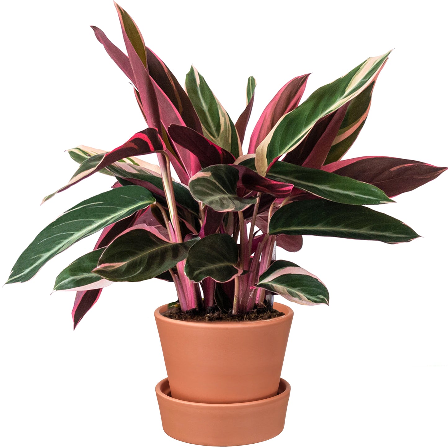 Calathea Triostar (14cm) V1