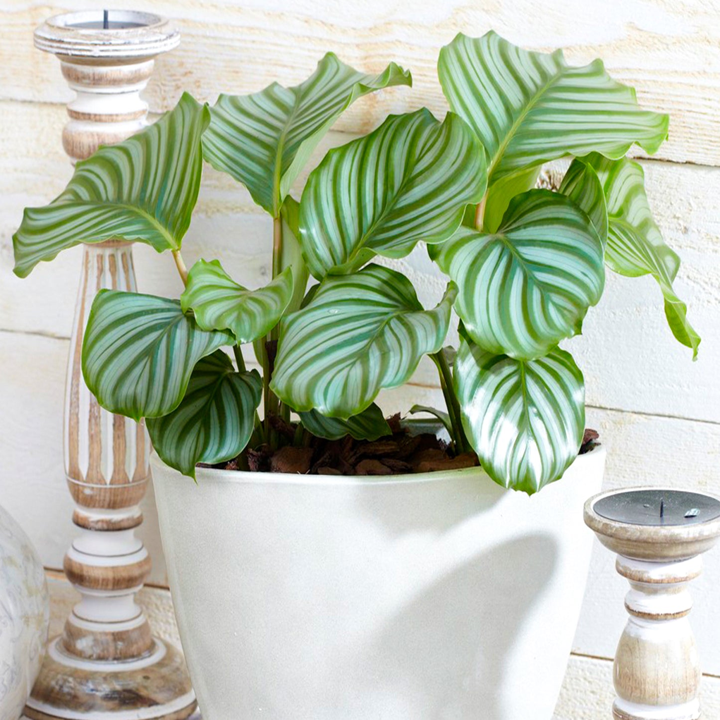 Calathea Orbifolia (12cm) V2