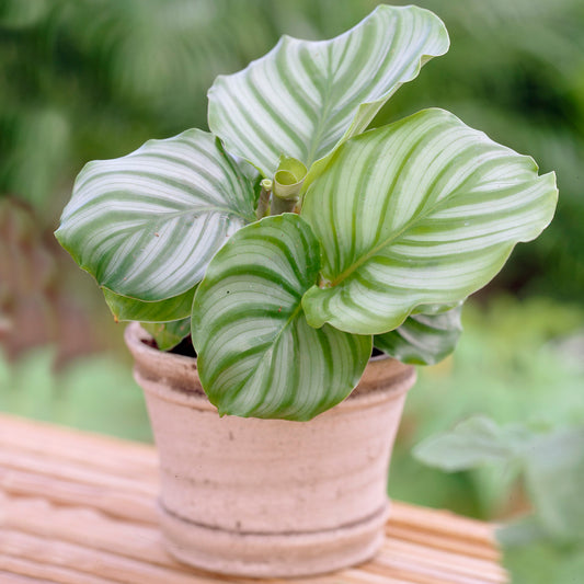 Calathea Orbifolia (12cm) V3