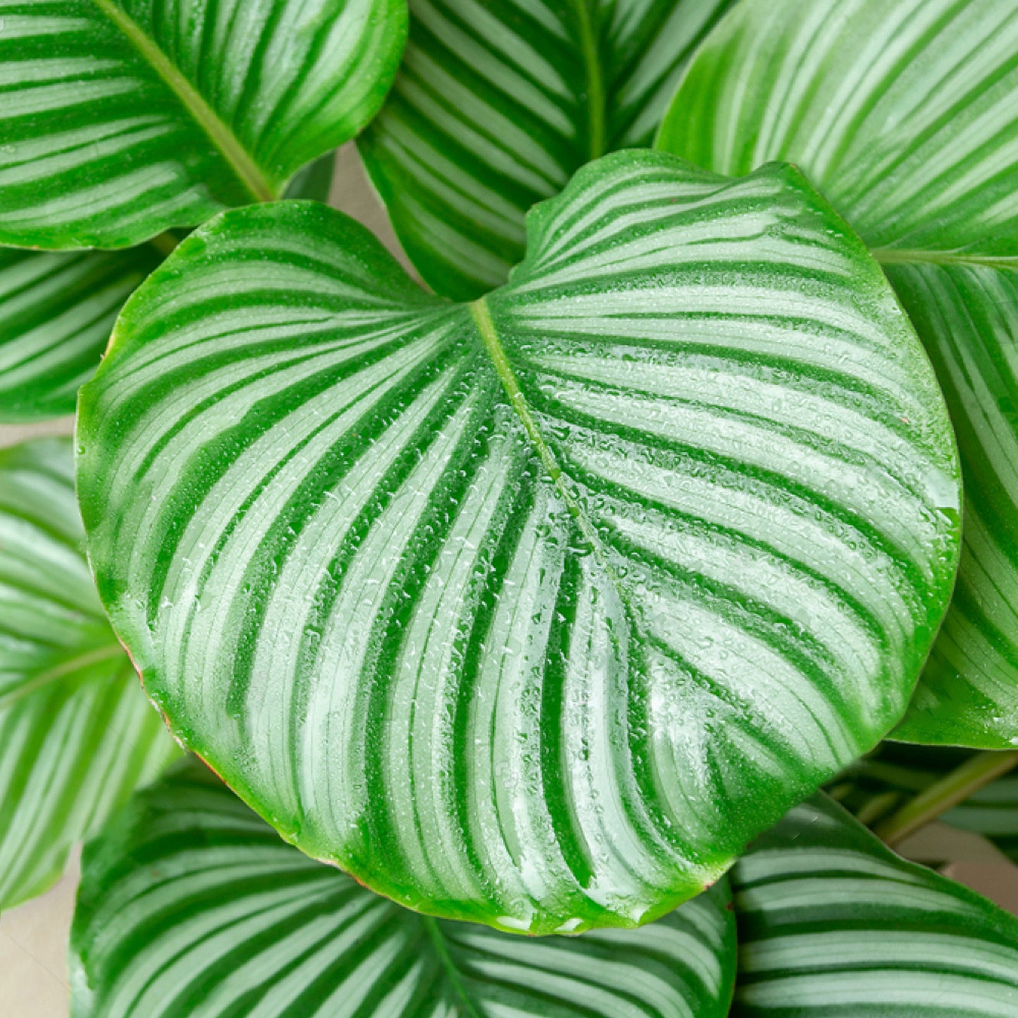 Calathea Orbifolia (12cm) V1