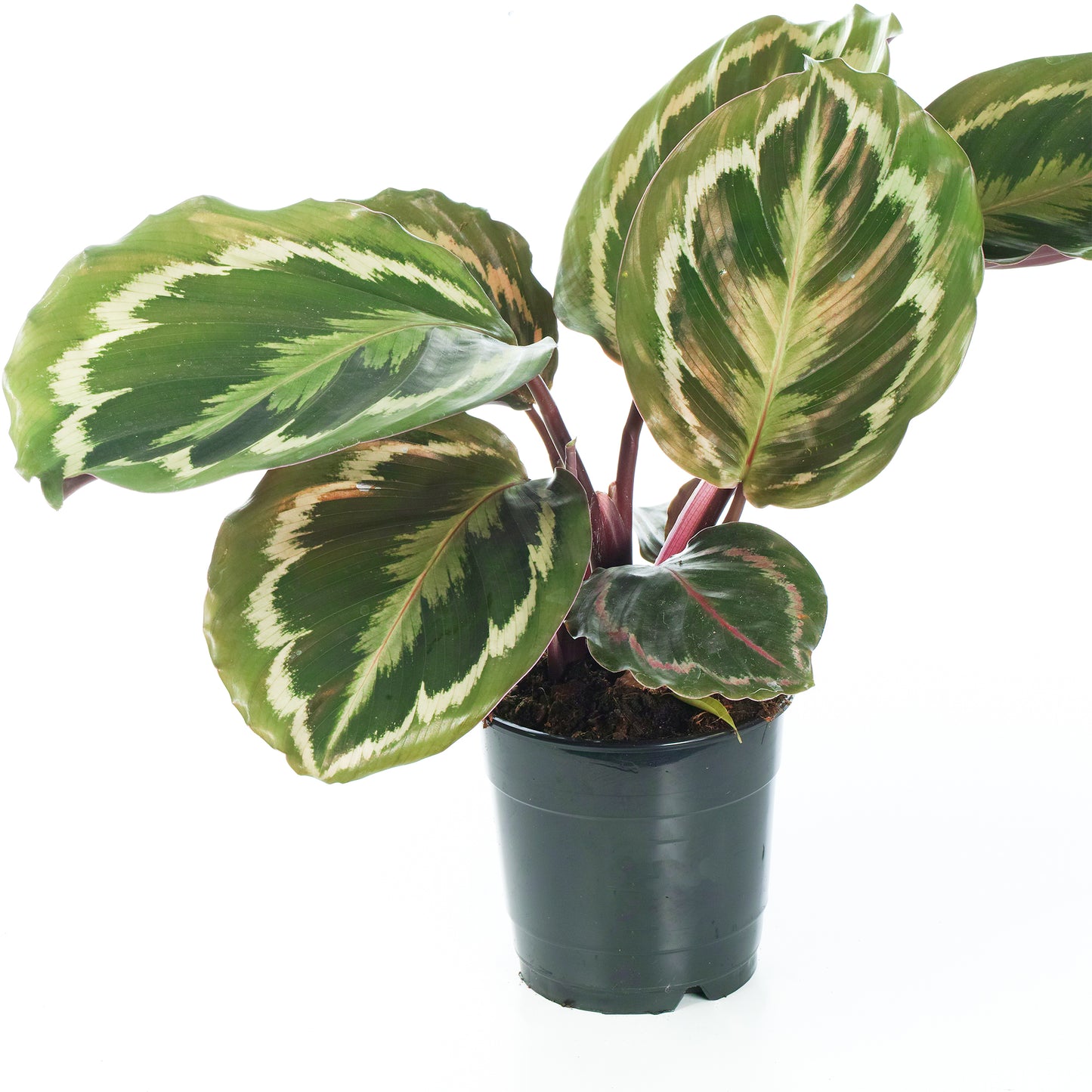 Calathea Medallion