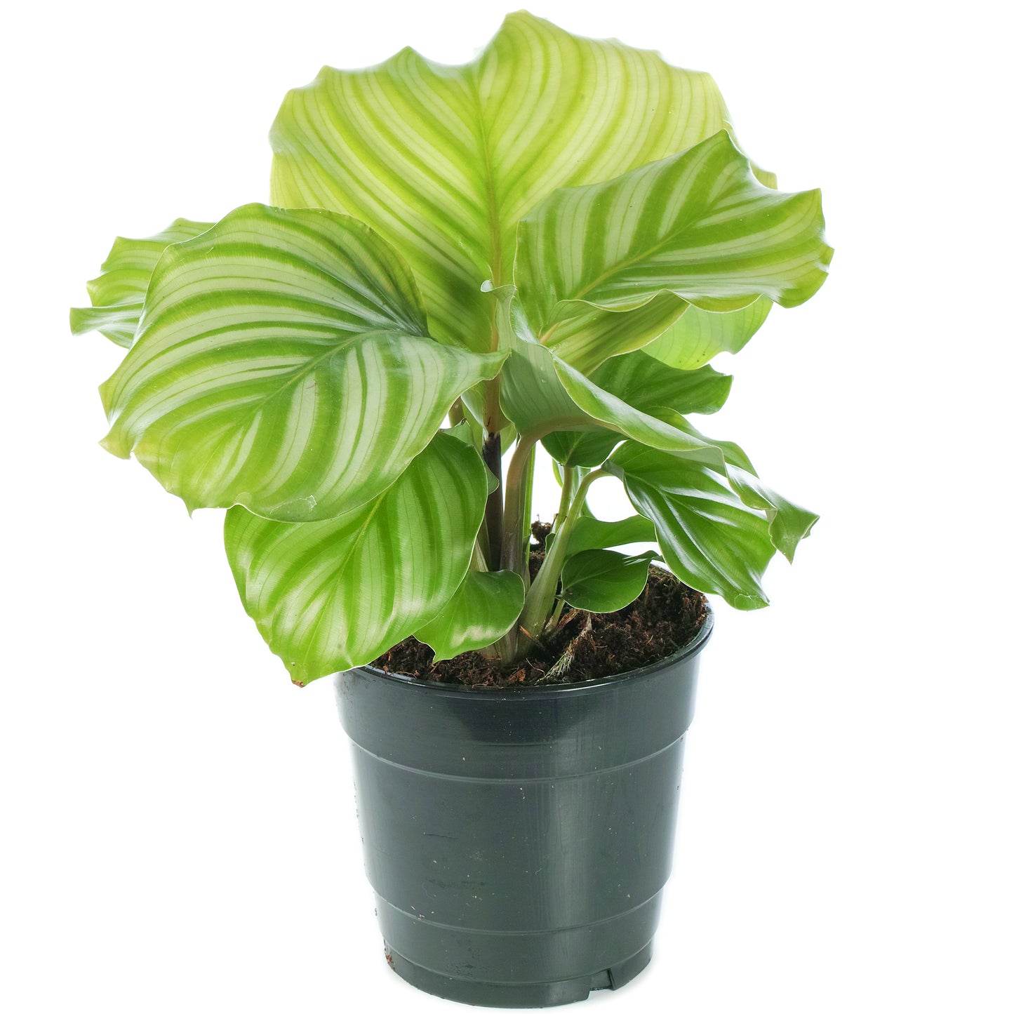 Calathea Orbifolia (12cm) V1