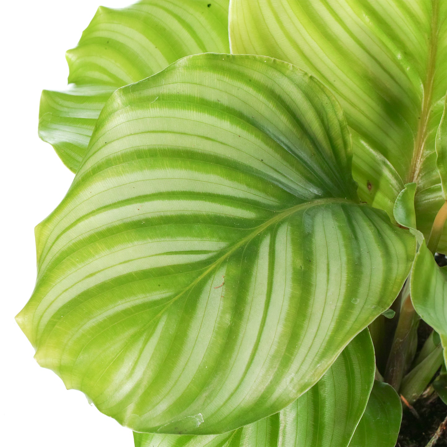 Calathea Orbifolia (12cm) V2