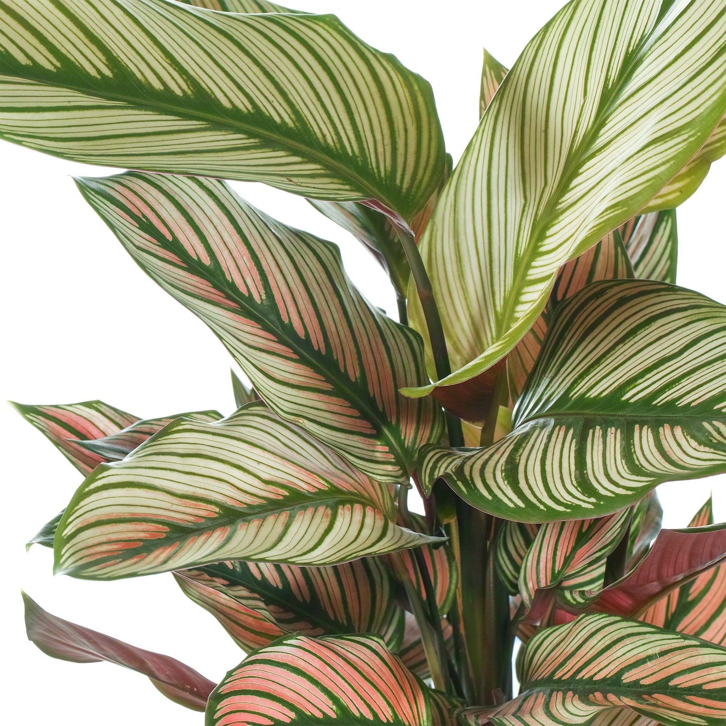 Calathea White Star