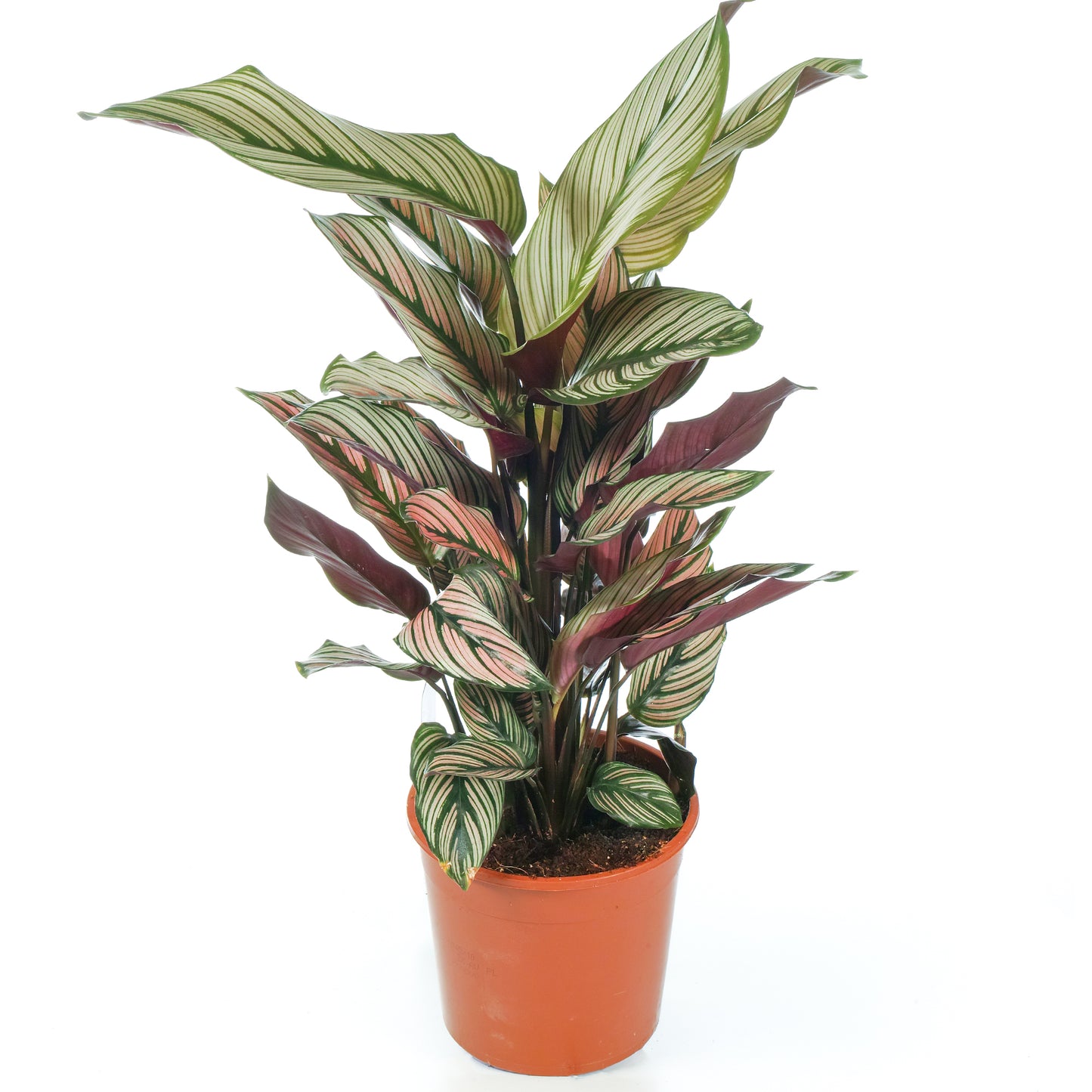 Calathea White Star