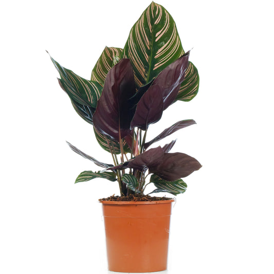 Calathea Ornata