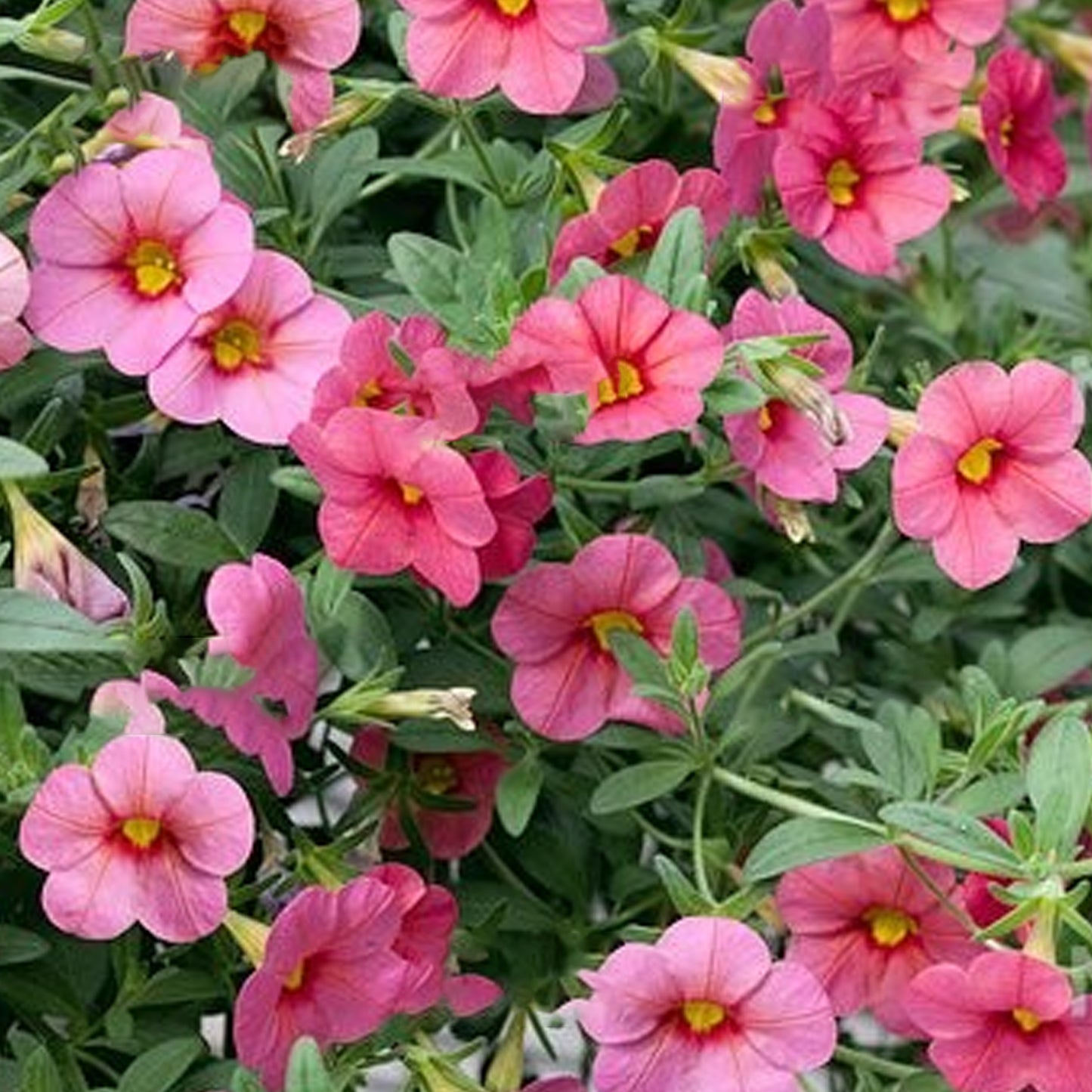 Basket Plants - Calibrachoa Coral (6 Pack)