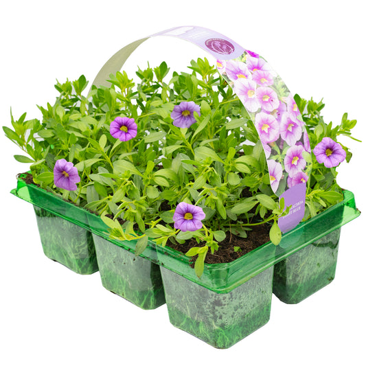 Basket Plants - Calibrachoa Light Blue (6 Pack)