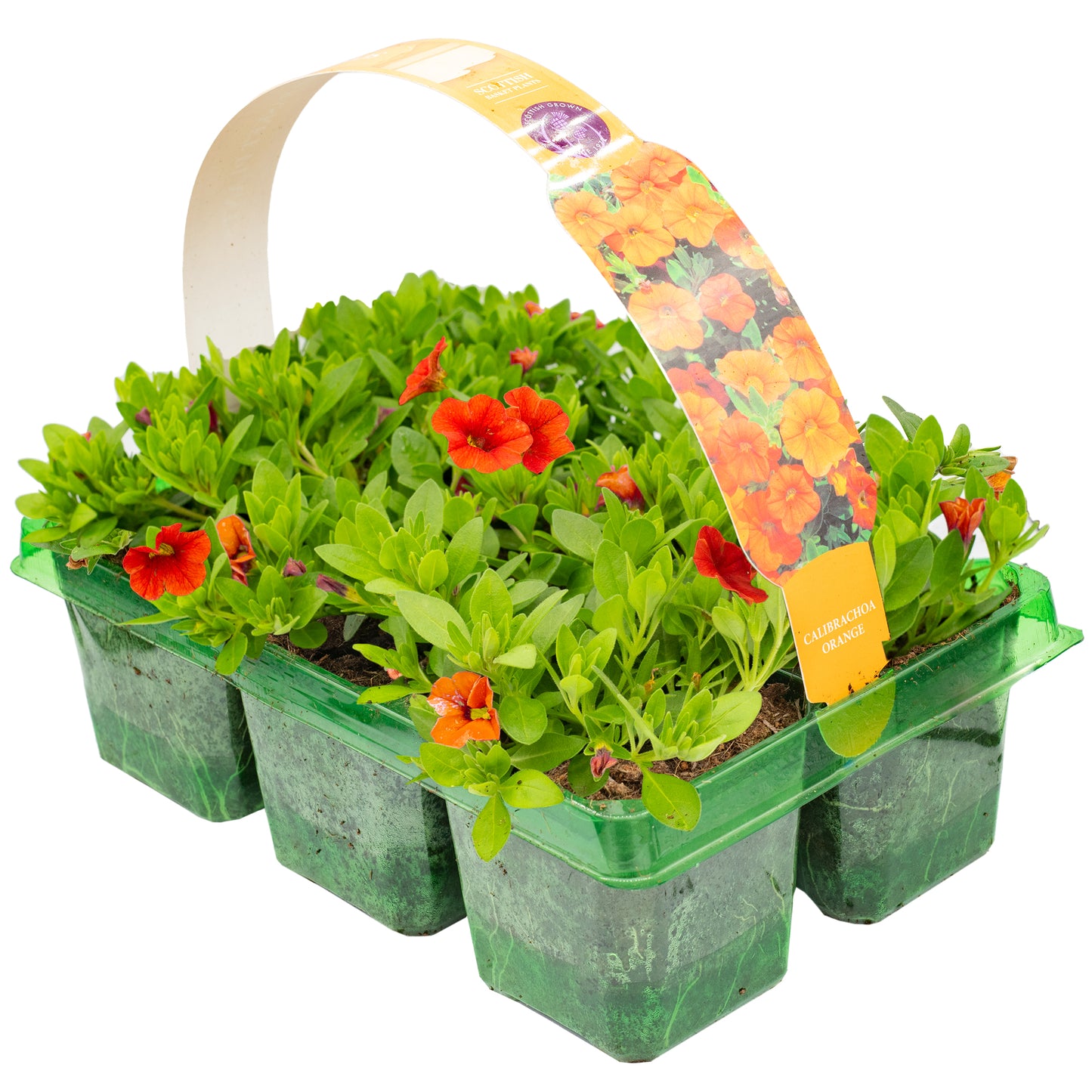 Basket Plants - Calibrachoa Deep Orange (6 Pack)