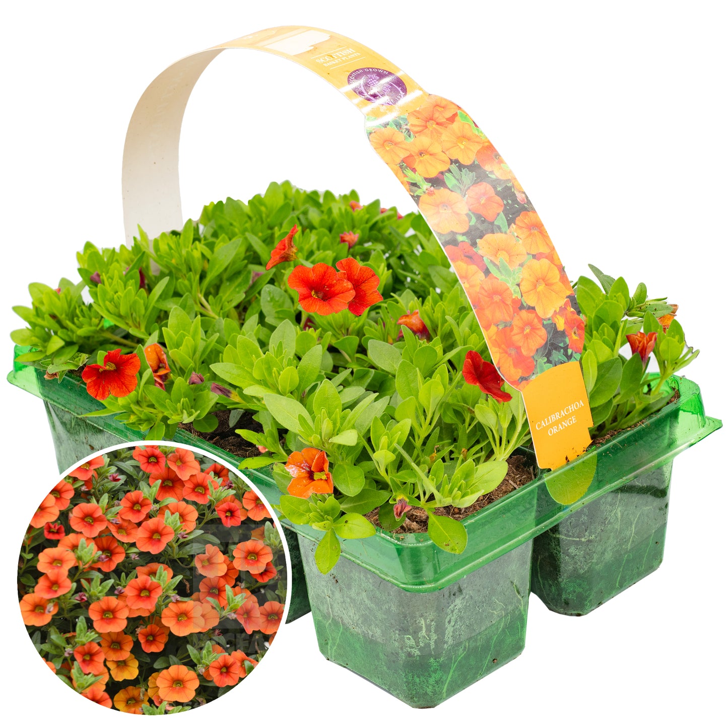 Basket Plants - Calibrachoa Deep Orange (6 Pack)