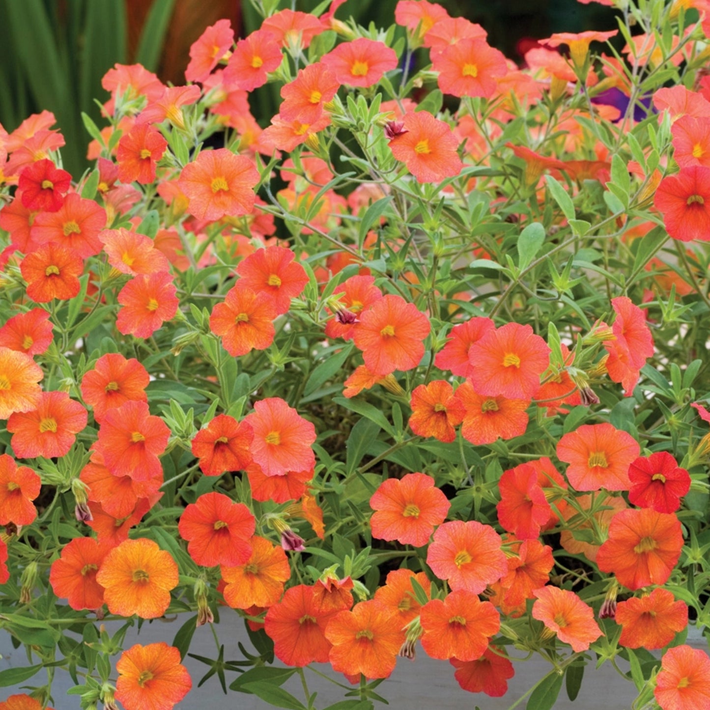 Basket Plants - Calibrachoa Deep Orange (6 Pack)