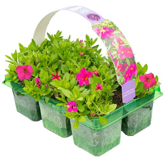 Basket Plants - Calibrachoa Rose with Eye (6 Pack)