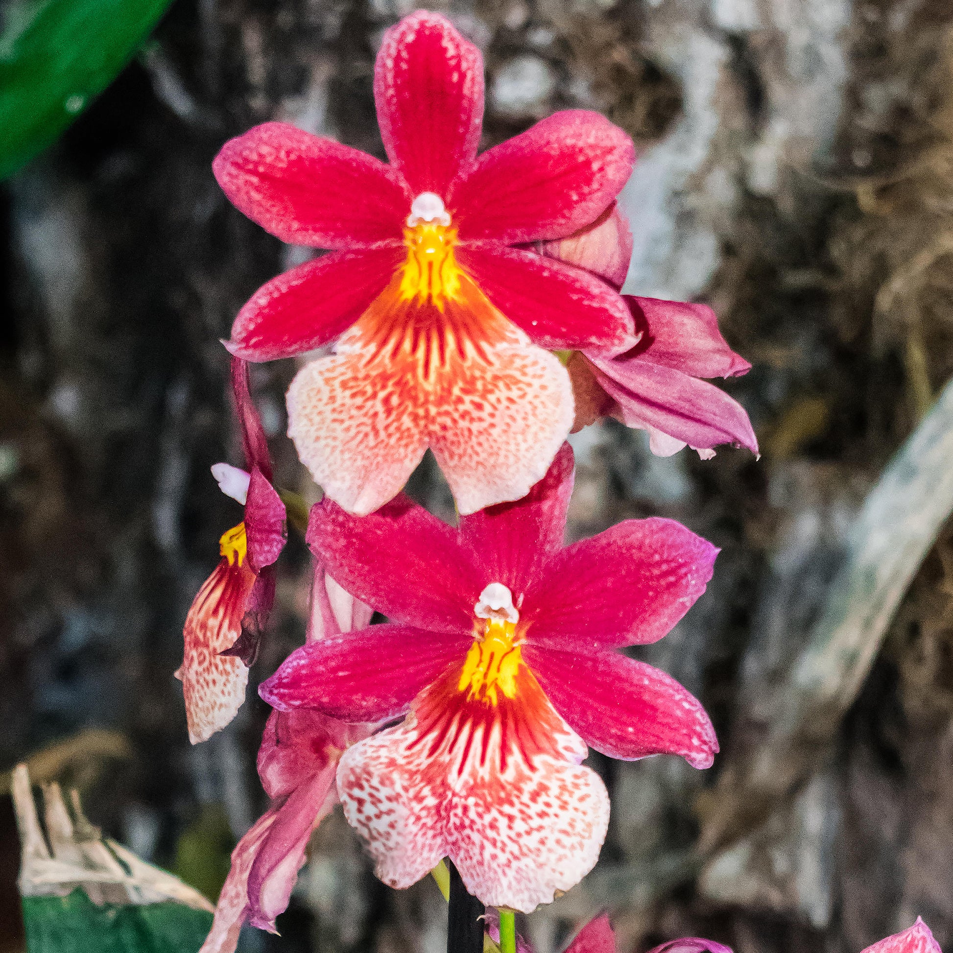 Orchidée épiphyte - Cambria Nelly Isler