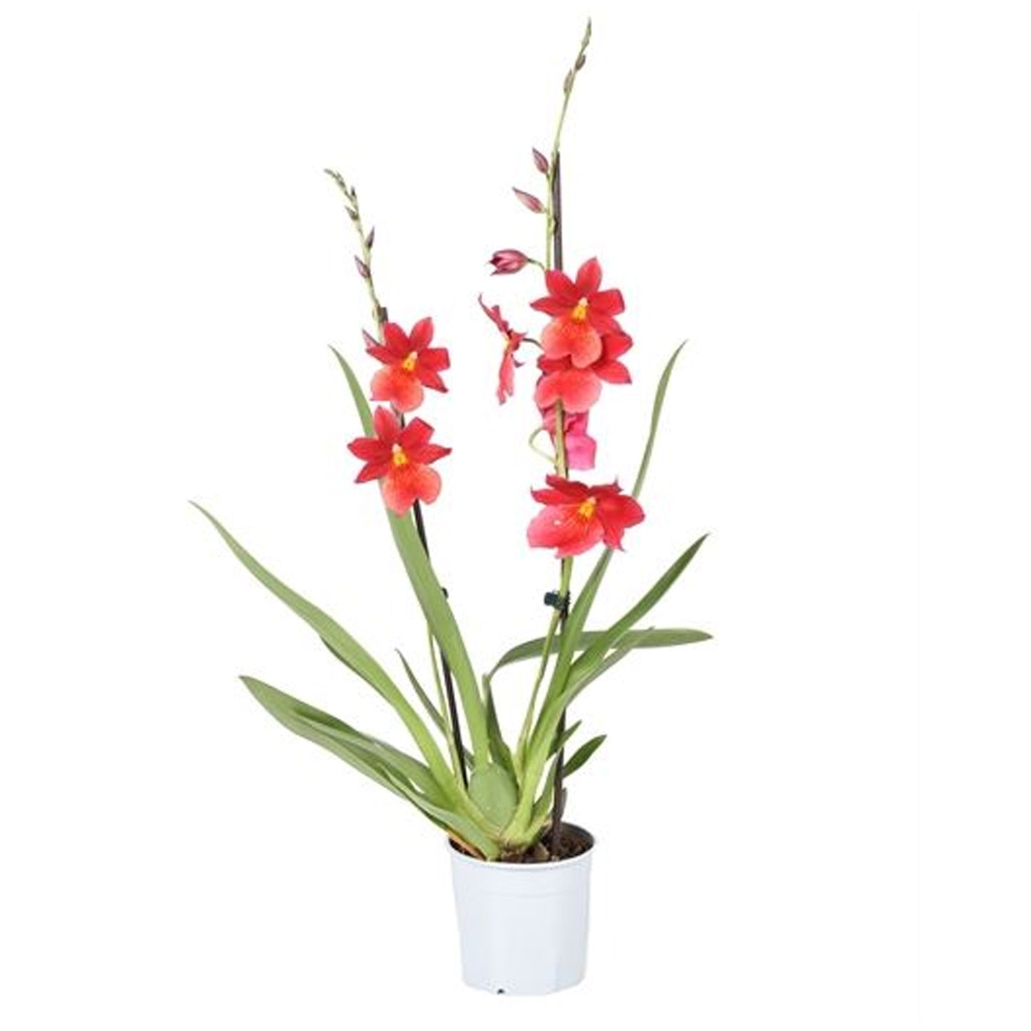Orchid Cambria Nelly Isler