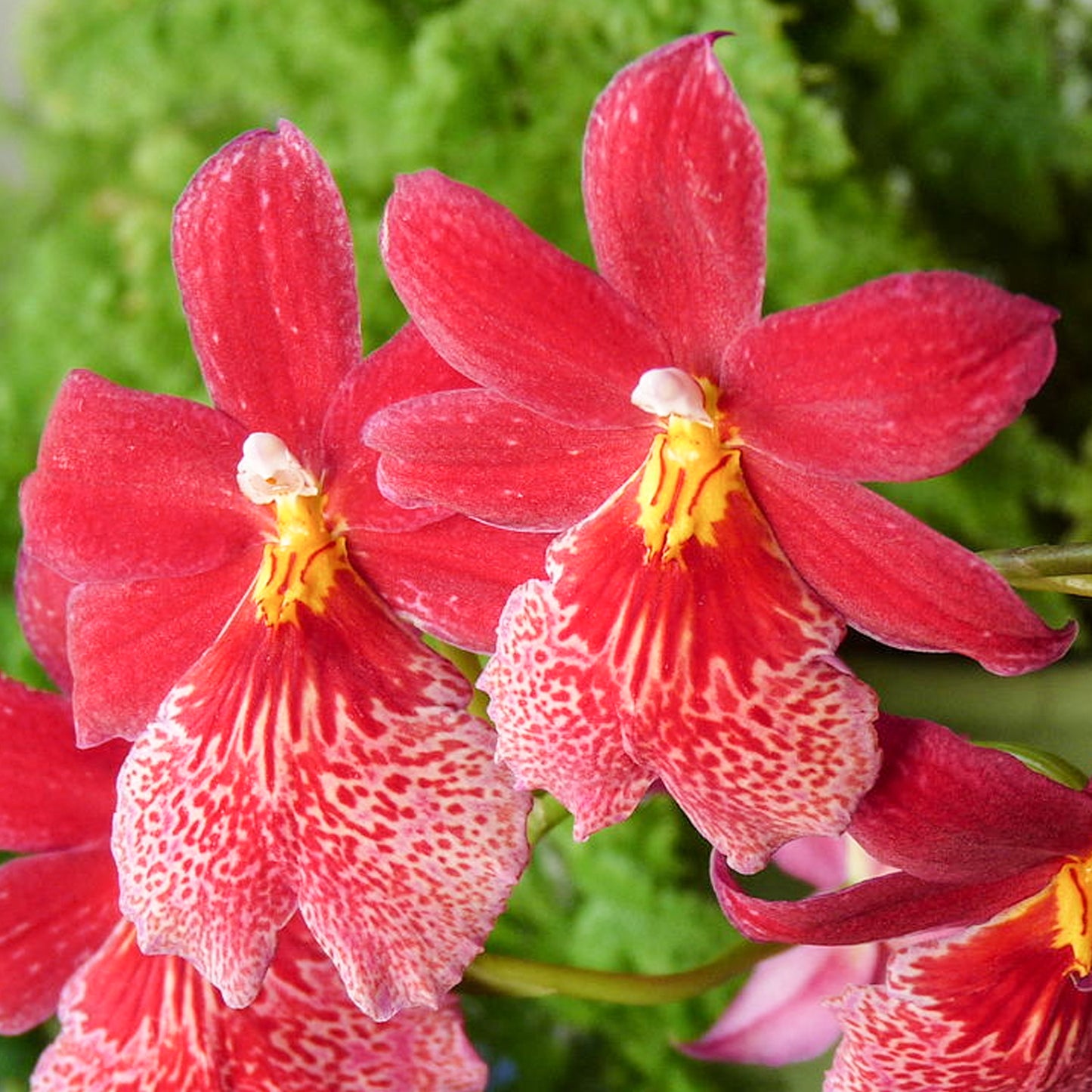 Orchid Cambria Nelly Isler