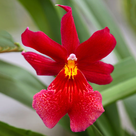 Orchid Cambria Red Velvet