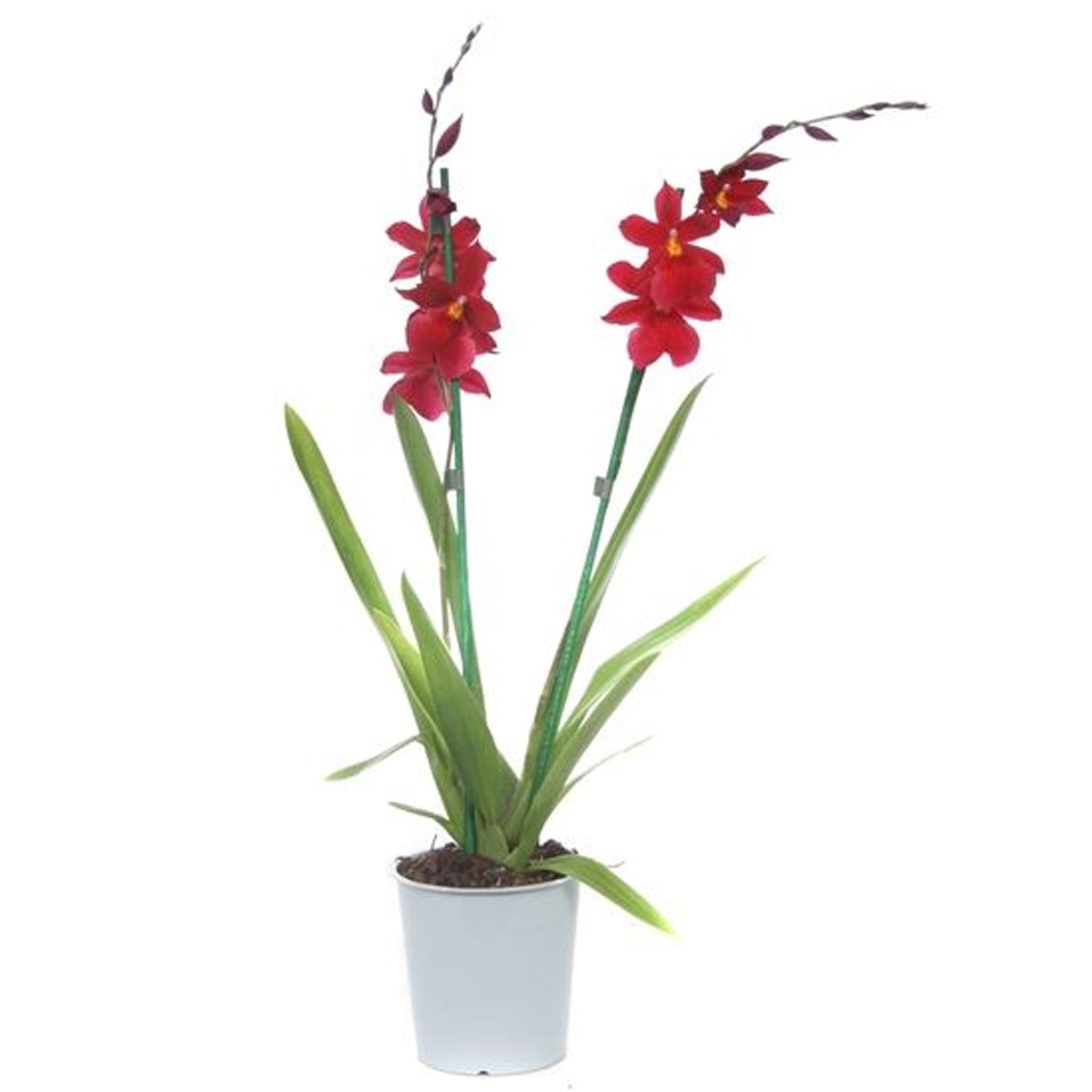 Orchid Cambria Red Velvet