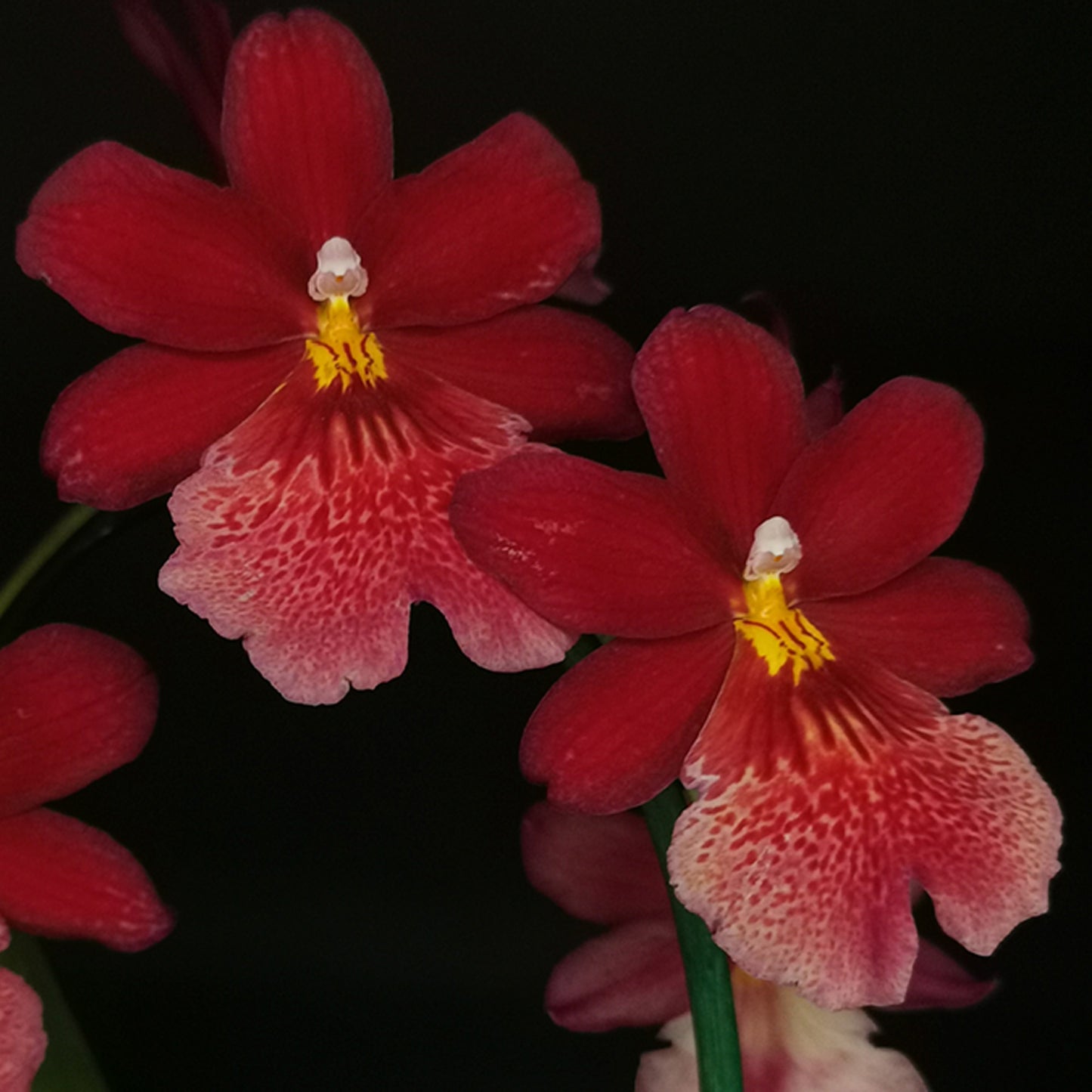 Orchid Cambria Red Velvet