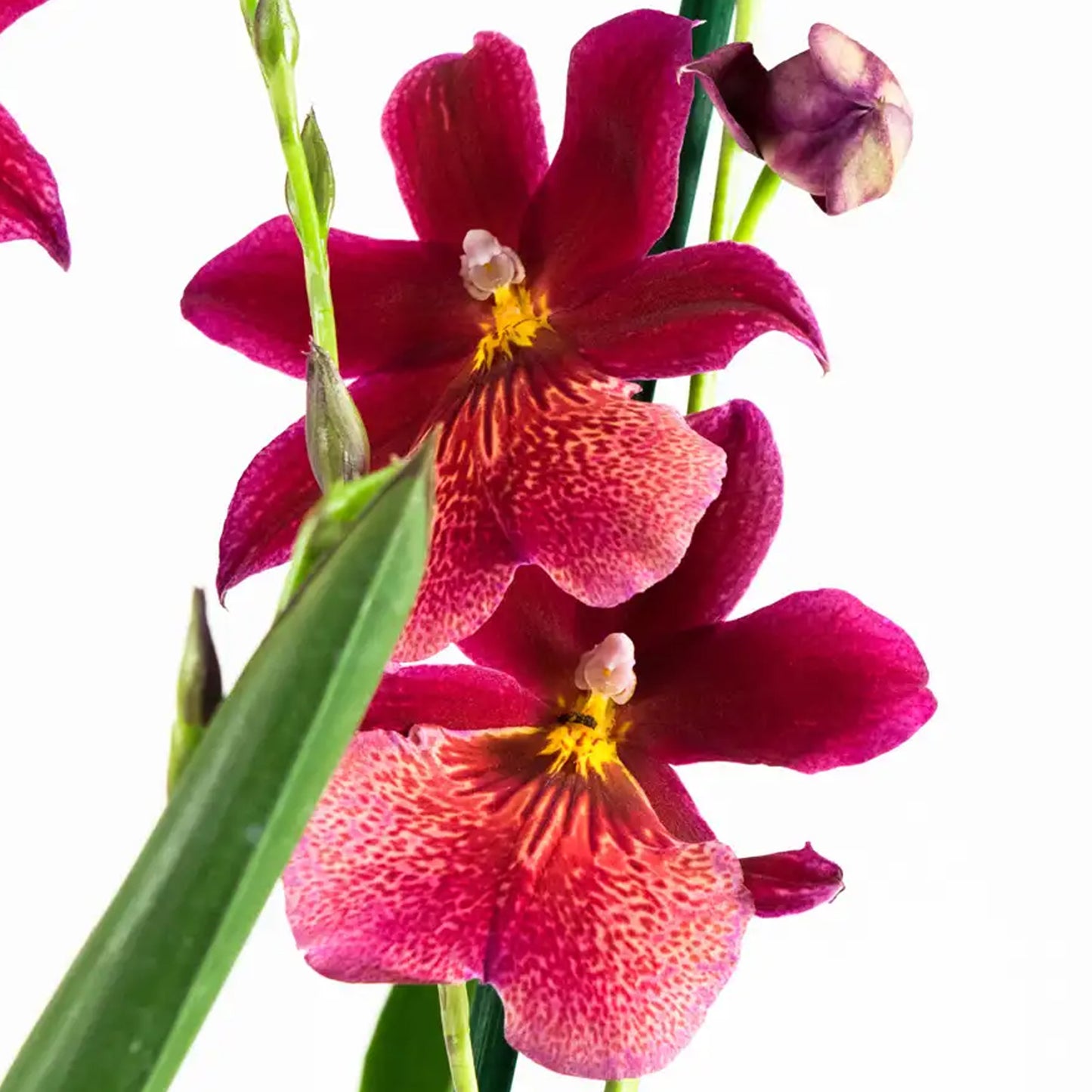Orchid Cambria Red Velvet