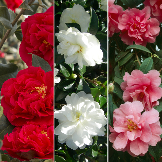 Camellia Mix (9cm, Pack of 3)