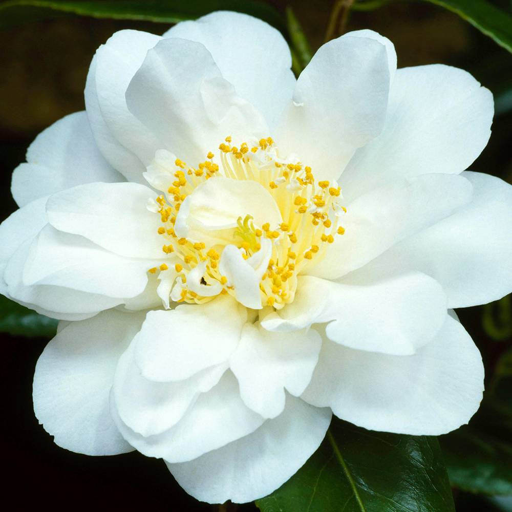 Camellia Silver Anniversary (9cm)