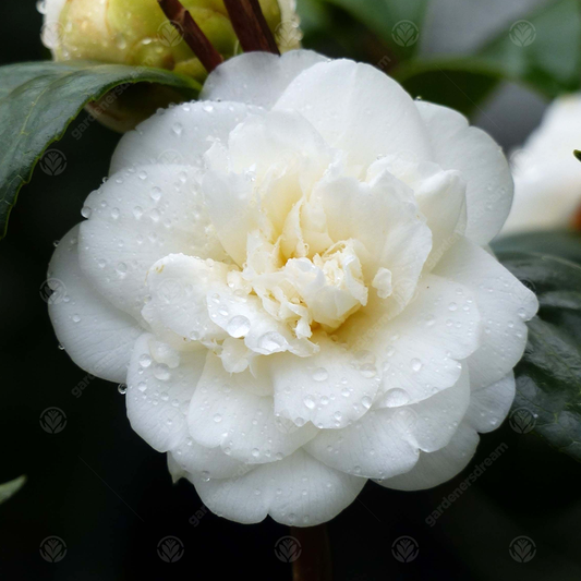 Camellia japonica Nobilissima (9cm)