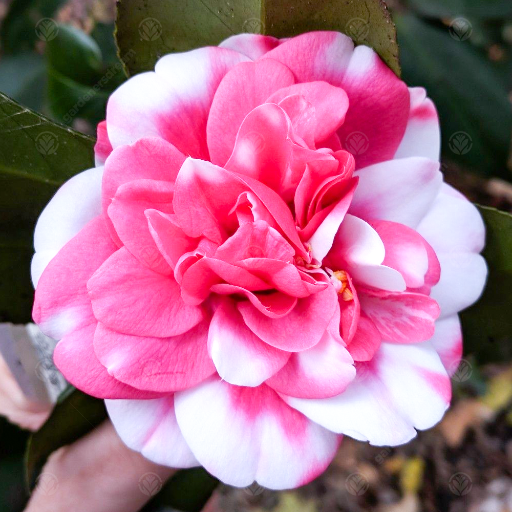 Camellia Triumphans (9cm)