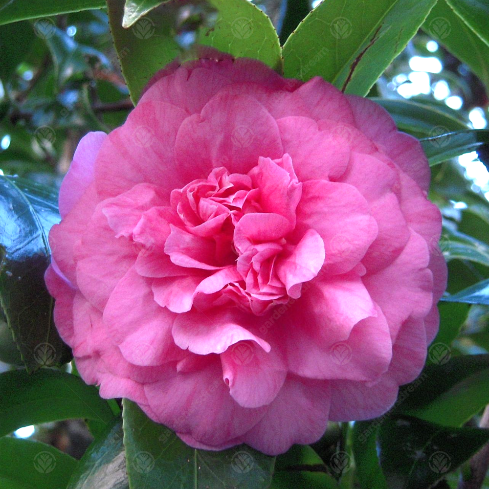 Camellia Triumphans (9cm)