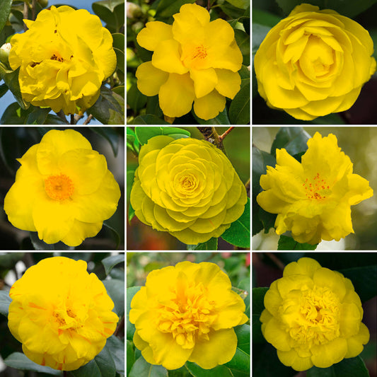Camellia Yellow (9cm)